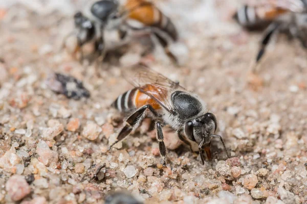 Bee macro is feeding on the ground.
