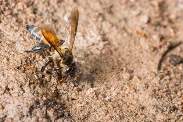 Abeja Macro Está Alimentando Suelo —  Fotos de Stock