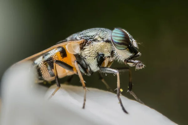 Uçan Sinek Makrosu Çiçeğin Üstünde — Stok fotoğraf