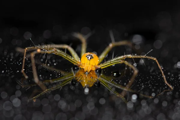 Macro Aranha Fundo Amarelo Colorido — Fotografia de Stock