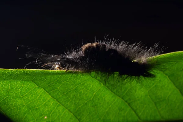 Macroworm Blad — Stockfoto