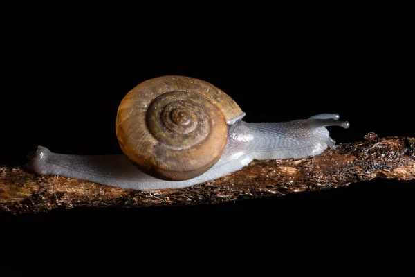 Makrosniglar Går Grenarna — Stockfoto