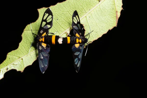 Macro Papillon Sur Plante — Photo