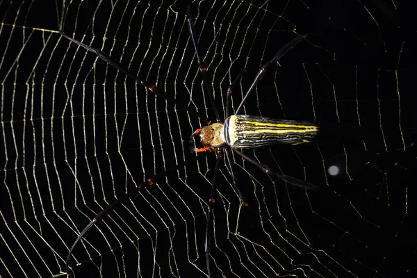 Macro Araignée Sur Toile Araignée — Photo