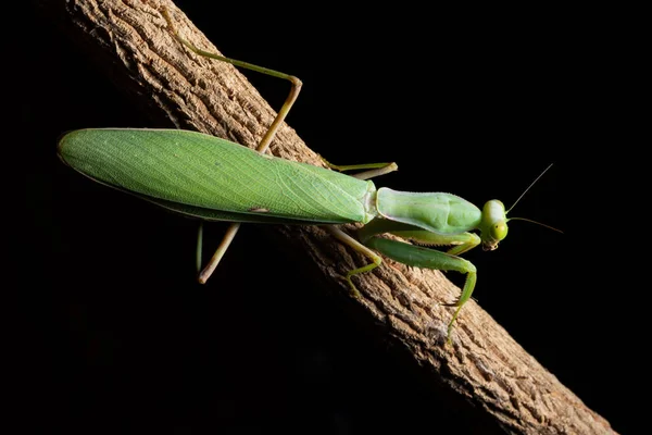 Makro Kudlanka Zelená Větev — Stock fotografie