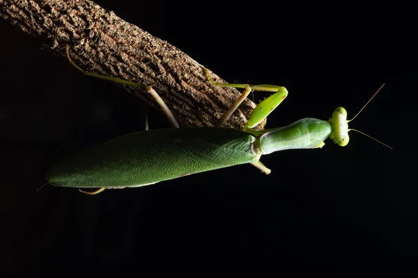 Macro Mantis Green Branch — Stock Photo, Image