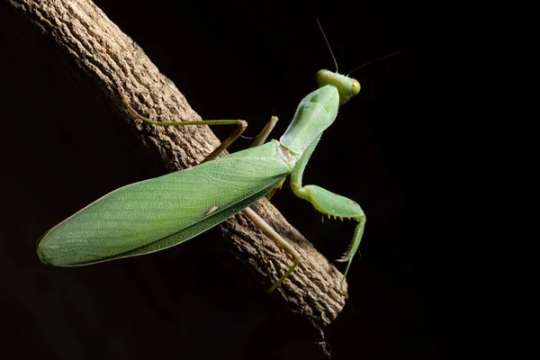 Makro Kudlanka Zelená Větev — Stock fotografie