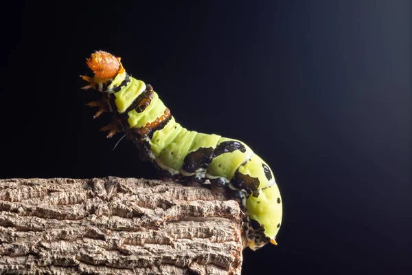 Makrogrön Mask Gren — Stockfoto