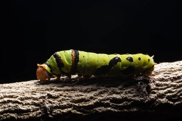 Macro Groene Worm Een Tak — Stockfoto