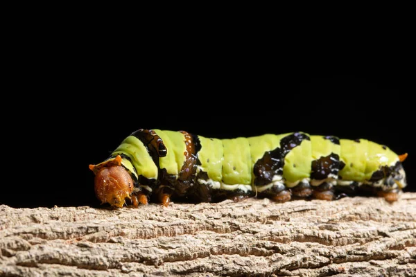 Macro Groene Worm Een Tak — Stockfoto