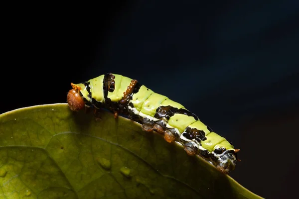 Μακρο Πράσινο Σκουλήκι Κλαδί — Φωτογραφία Αρχείου