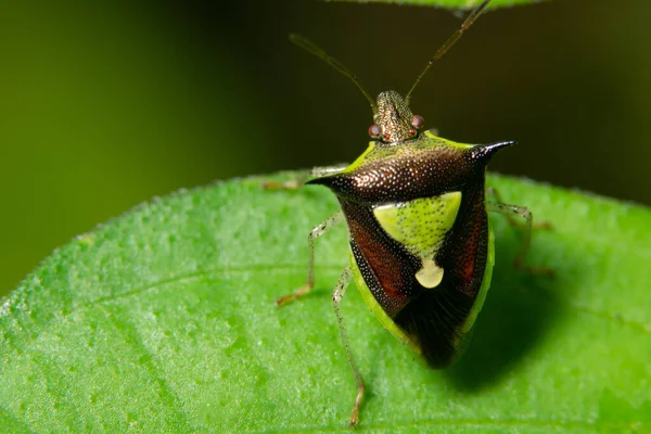 Yaprak Üzerinde Makro Arkaplan Böceği — Stok fotoğraf