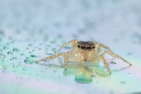 Macro Fundo Aranha Animal — Fotografia de Stock