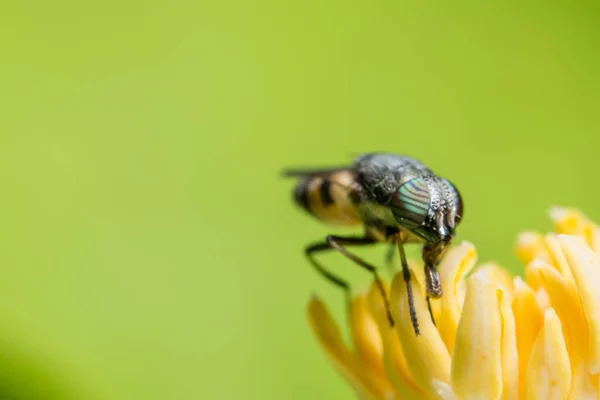 Macro Syrphidae Ψάχνουν Για Τροφή — Φωτογραφία Αρχείου