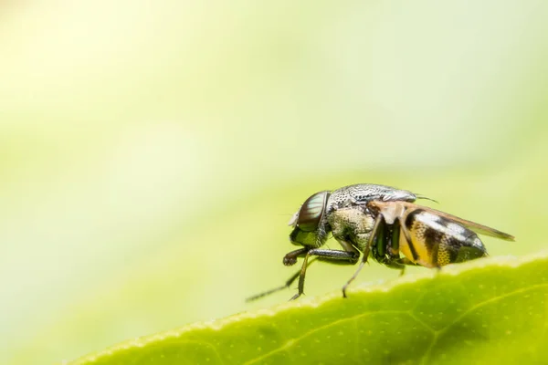 Macro Syrphidae Yiyecek Arıyor — Stok fotoğraf