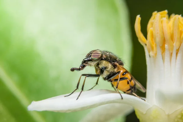 Macro Syrphidae Ψάχνουν Για Τροφή — Φωτογραφία Αρχείου