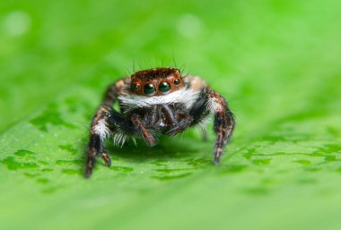 Makro arka plan örümcek hayvanı