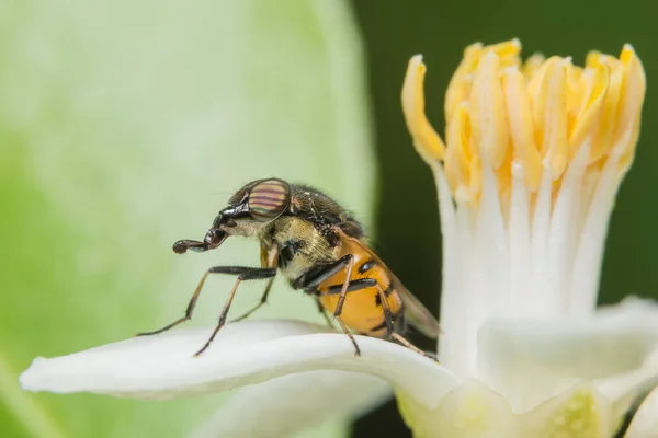 Makro Vznášedla Květu — Stock fotografie