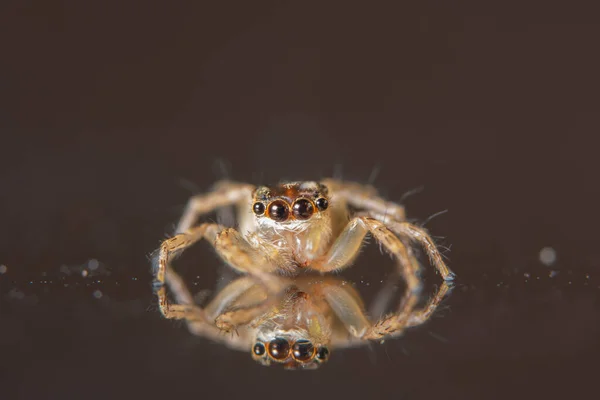 Macro Fundo Aranha Animal — Fotografia de Stock