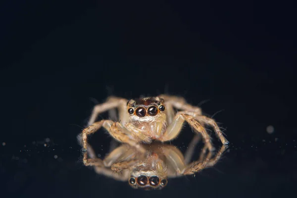 Makro Bakgrund Spindel Djur — Stockfoto