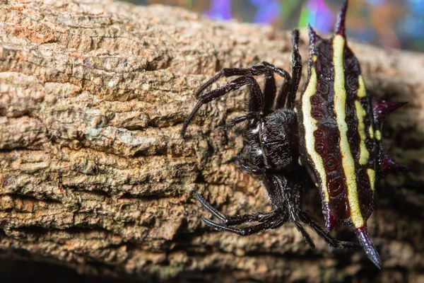 Macro Achtergrond Spin Dier — Stockfoto