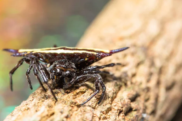 Macro Fundo Aranha Animal — Fotografia de Stock