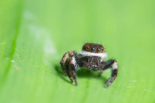 Macro Fundo Aranha Animal — Fotografia de Stock