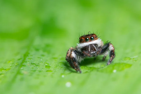 Macro Fond Araignée Animal — Photo