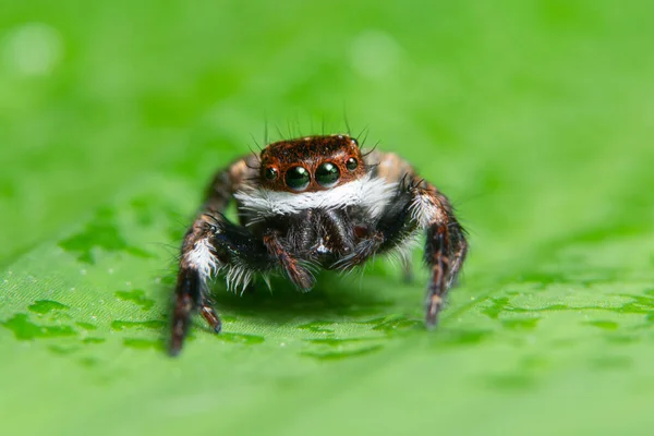 大型背景蜘蛛动物 — 图库照片