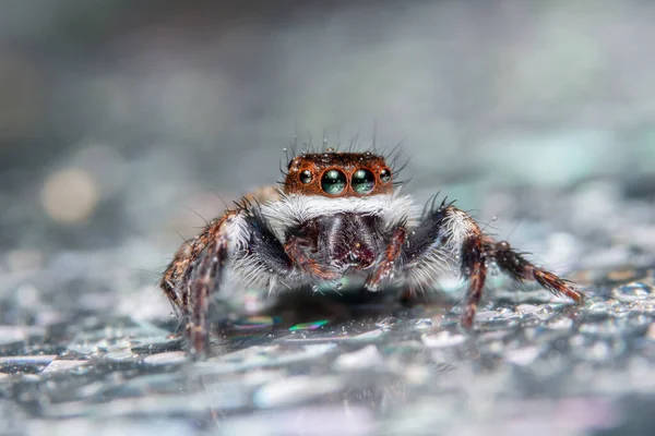 Makro Pozadí Pavouk Zvíře — Stock fotografie