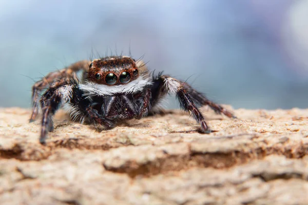 Macro Fundo Aranha Animal — Fotografia de Stock