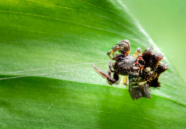 Macro Spider Frunziș Verde Fundal — Fotografie, imagine de stoc