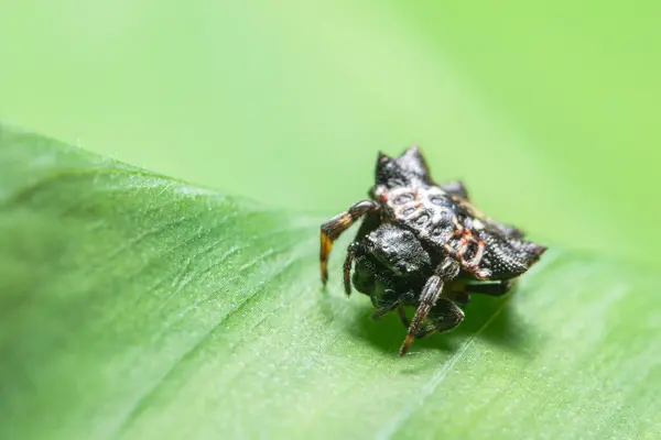 Makro Spinne Auf Grünem Hintergrund — Stockfoto