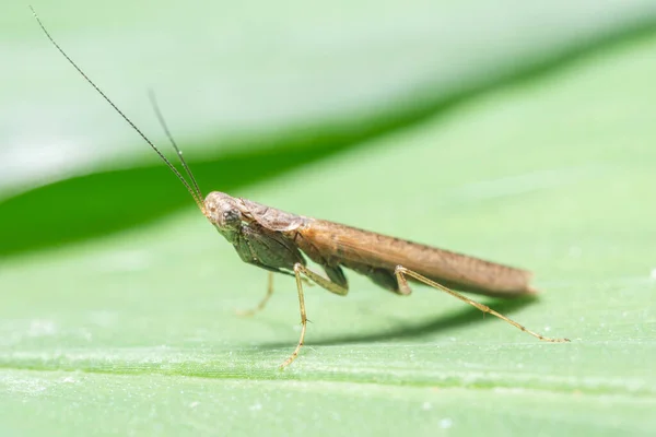 Makro Gottesanbeterin Auf Braunen Blättern — Stockfoto