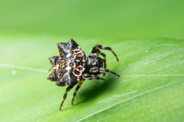 Macro Spider Sobre Follaje Fondo Verde — Foto de Stock