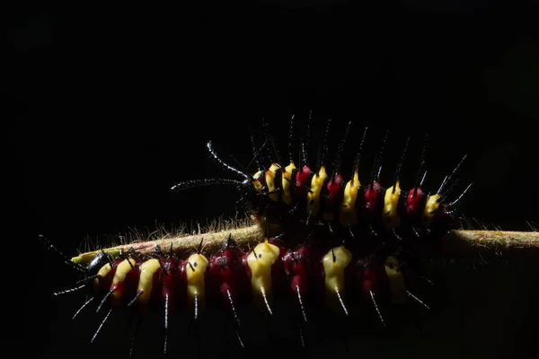 Macro Caterpillar Leaf — Stock Photo, Image