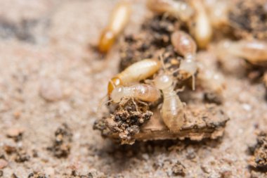 Makro termitler besleniyor.