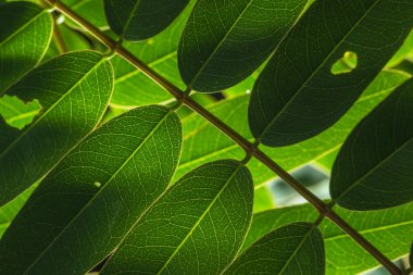 Arkaplan makro yeşil yaprak