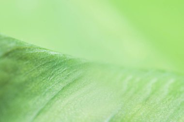 Yeşil arkaplan yapraklardan bulanık.