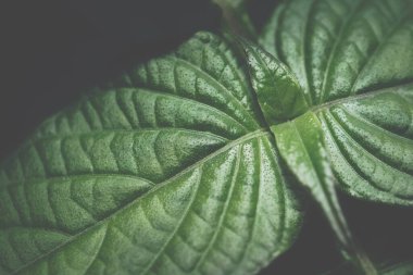 Makro arkaplan koyu tonlar bırakır