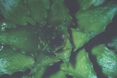 Arkaplan makro polen çiçeği