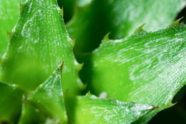 Arkaplan makro polen çiçeği