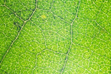 Makro yeşil yaprak arkaplanı