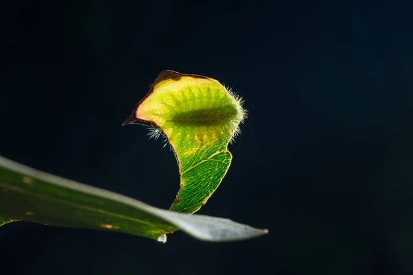 Yaprağın Üzerindeki Macro Tırtılı — Stok fotoğraf