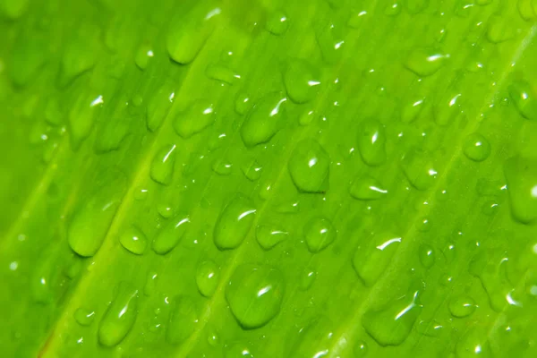 Tło Makro Krople Wody Roślinę — Zdjęcie stockowe