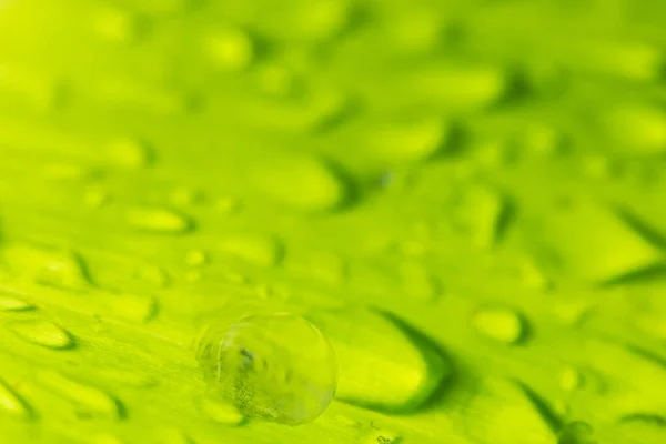 Fondo Macro Gotas Agua Planta — Foto de Stock