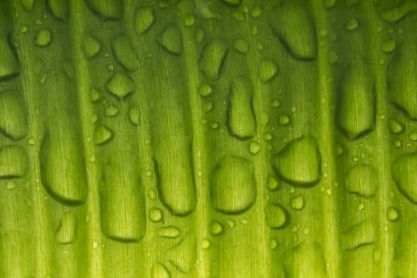 植物的宏观水滴背景 — 图库照片