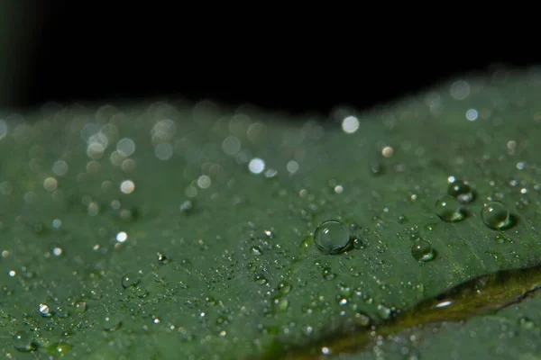 Macro Gotas Fondo Hoja — Foto de Stock