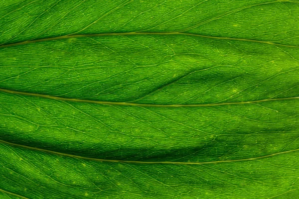 Fundo Macro Folhas Verdes — Fotografia de Stock