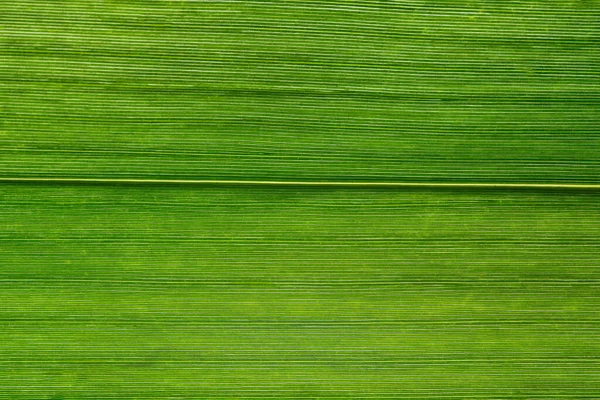 Makro Hintergrund Der Grünen Blätter — Stockfoto
